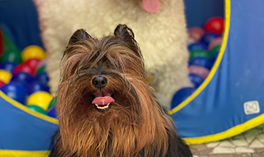 Chewie